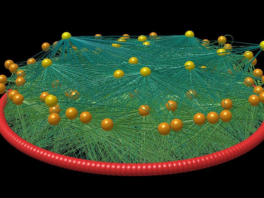 food web