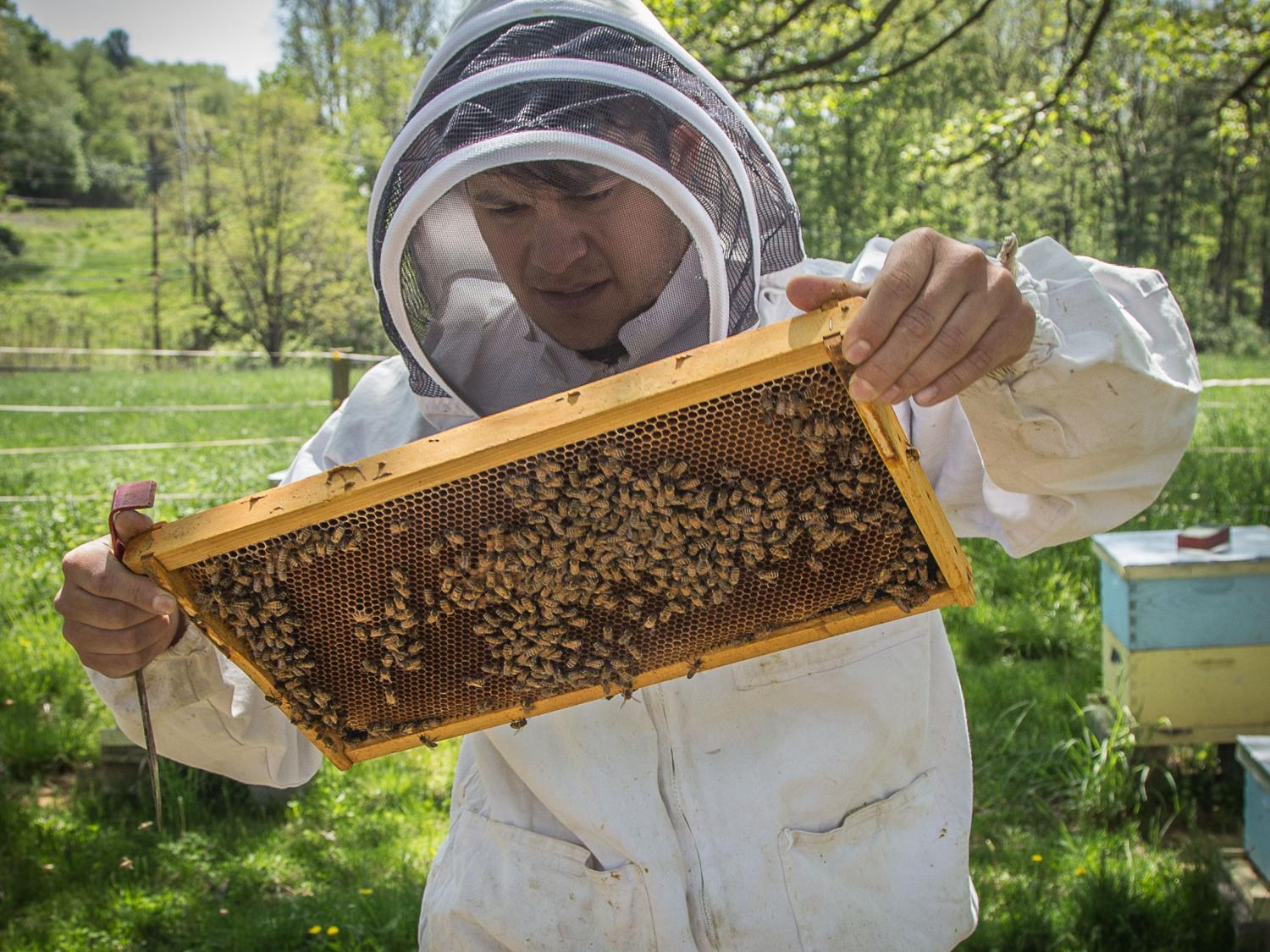 beekeeper