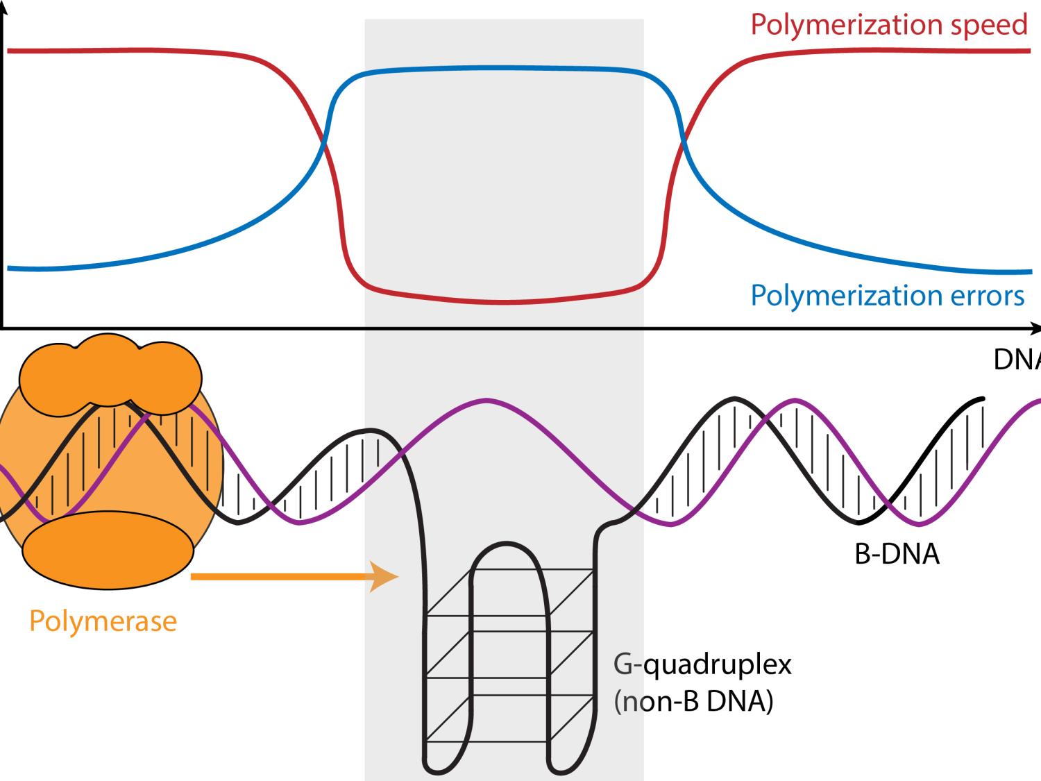Illustration shoing DNA structure impact on syntheis rate and error rate