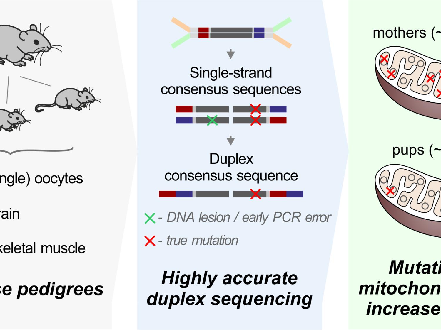 Schematic showing tissues and sequencing technique used to demonstrate accumulation of new mutations in mitochondria of older mice