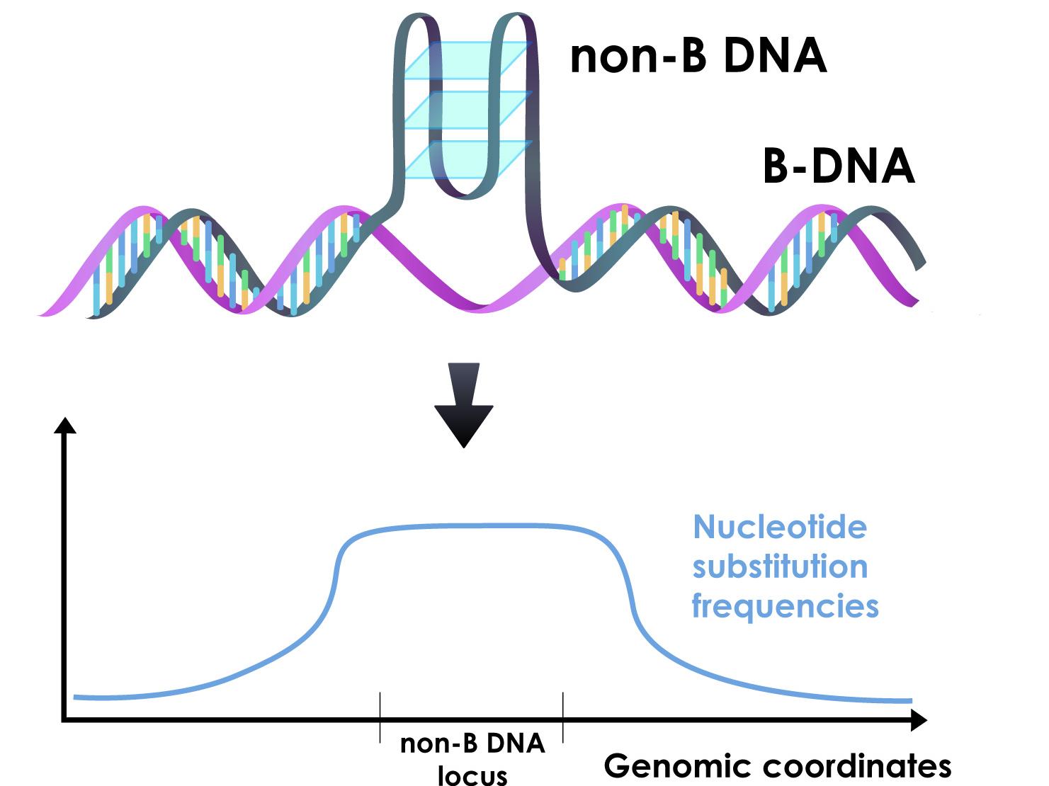 Illustration showing increased mutation rate in non-B DNA