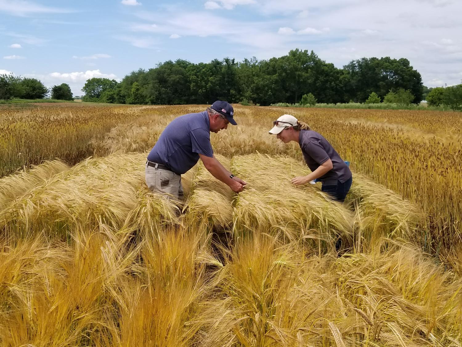 Malting barley research