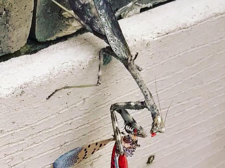 Praying mantis eating a spotted lanternfly.
