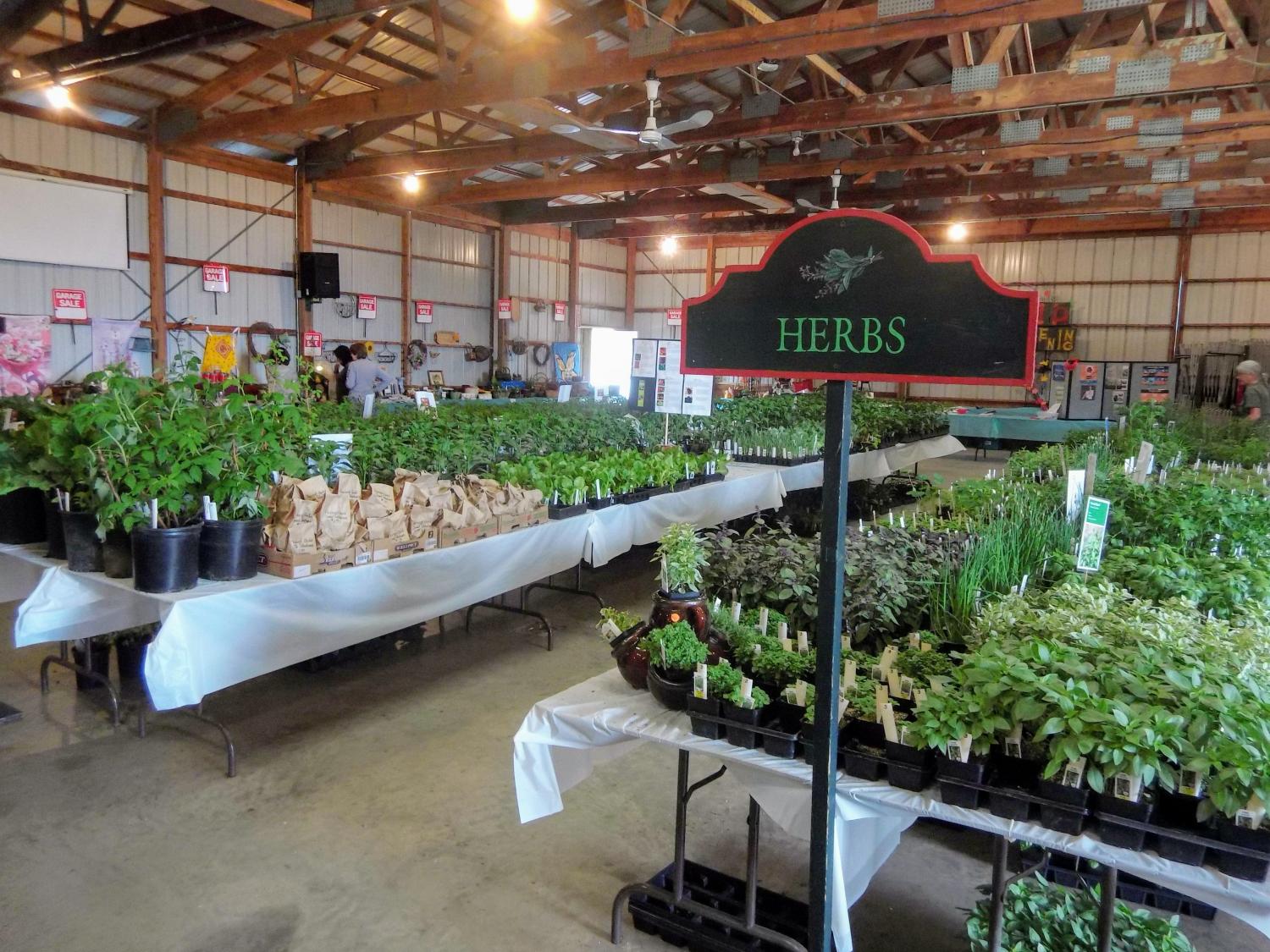 Herbs for sale at the 2018 Master Gardener annual plant sale