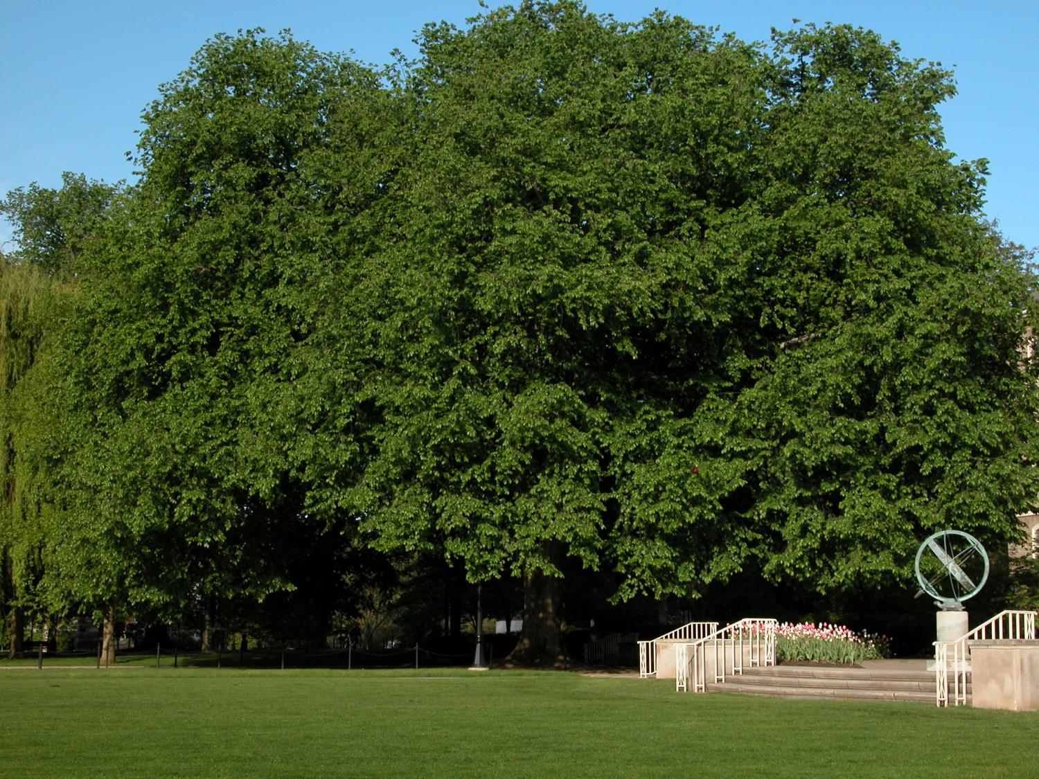 Elm tree near Old Main