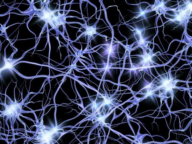 Neurons