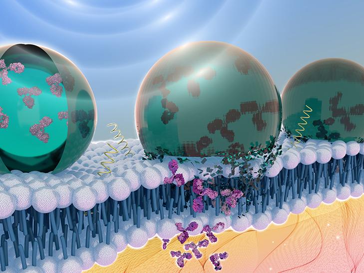 three capsules with one depositing proteins into the cell