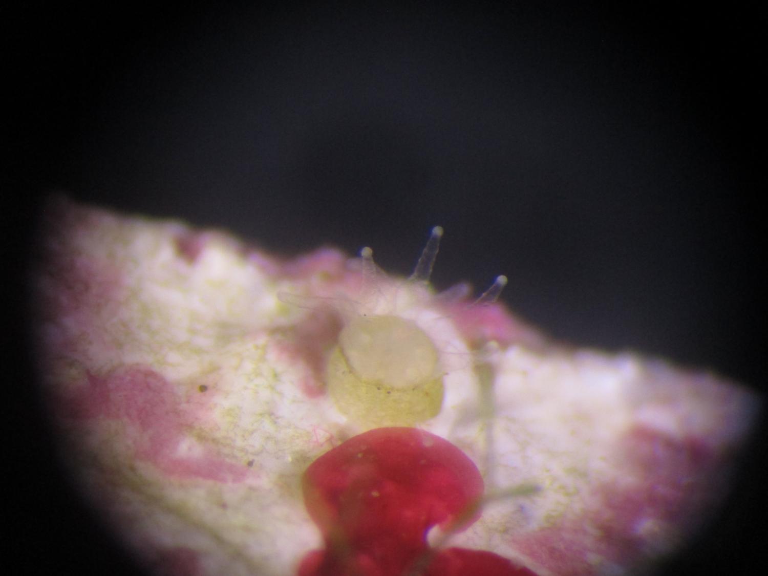Juvenile Pillar Coral polyp 