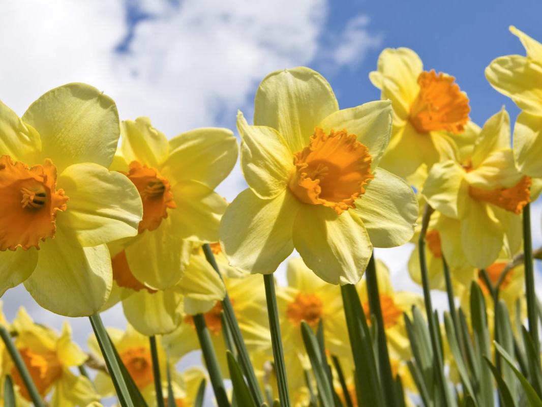 flowers