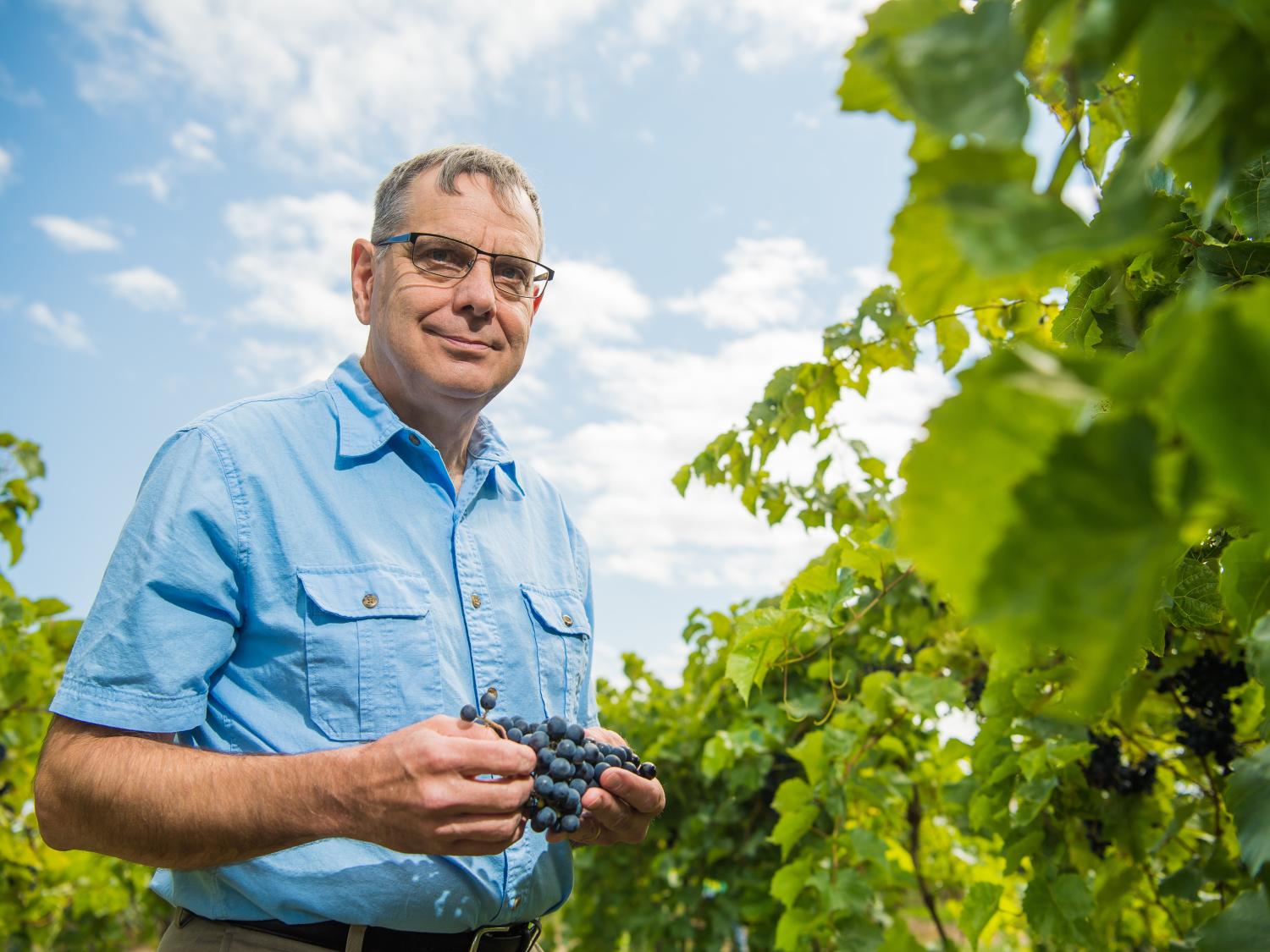 Penn State Behrend faculty member Michael Campbell stands in a grape vineyard.