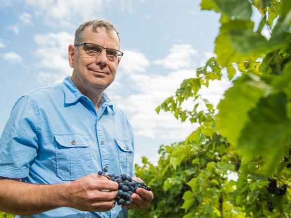 Penn State Behrend faculty member Michael Campbell stands holding grapes in an Erie County vineyard