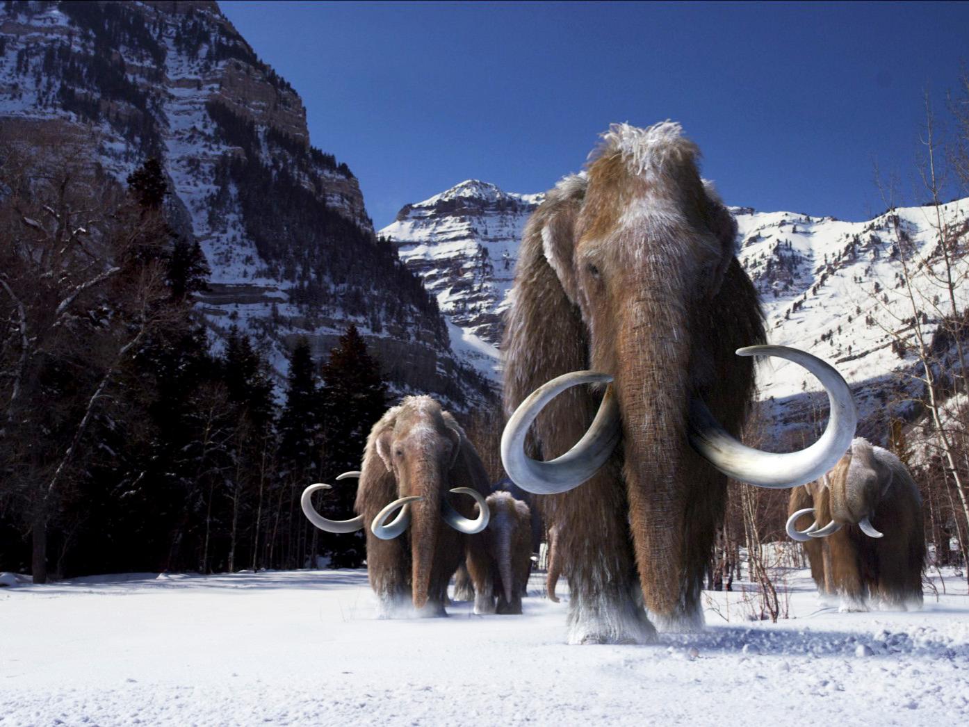 Woolly mammoths