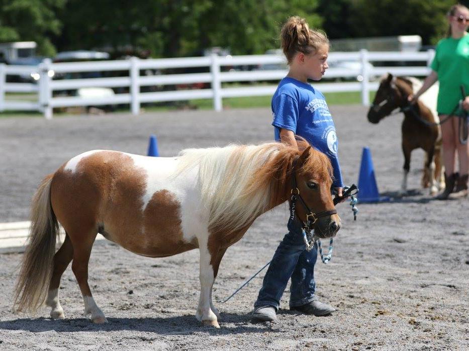 Mini horses