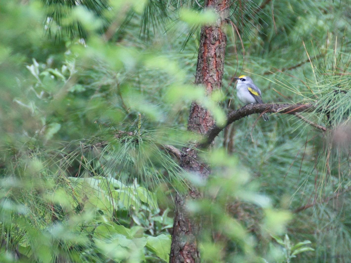 warbler hybrid sits in a tree
