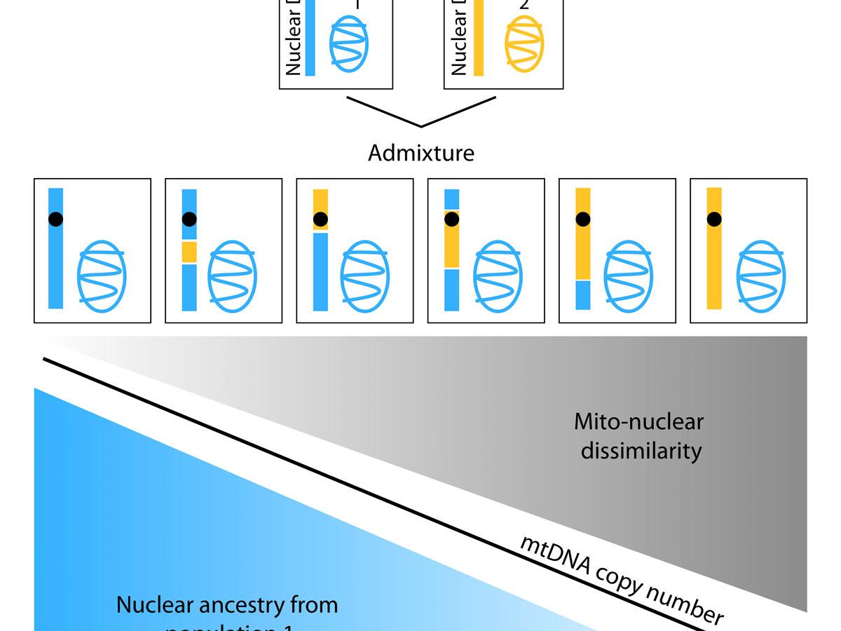 graphic describing mito-nuclear dissimilarity
