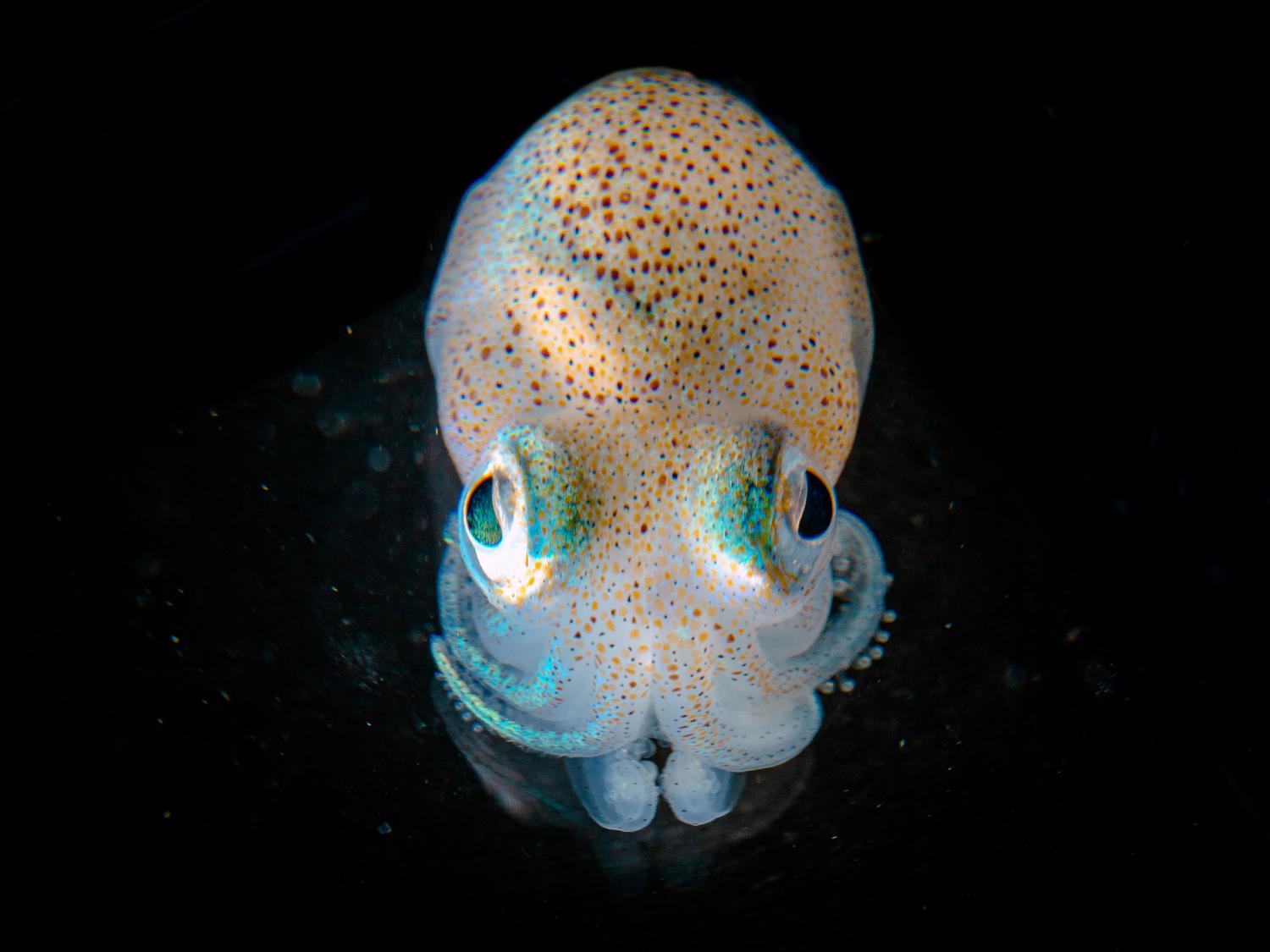 Hawaiian bobtail squid