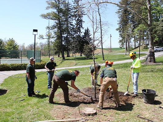 Final touches are added to the planting of the Henry Hartman '59 commemorative tree.