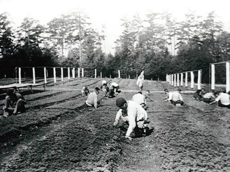 Pennsylvania State forest Academy students weed seedlings in 1933.