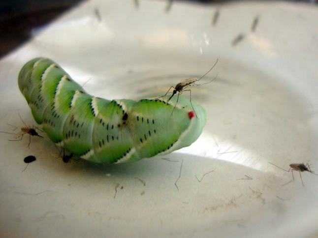Mosquito feeding on caterpillar