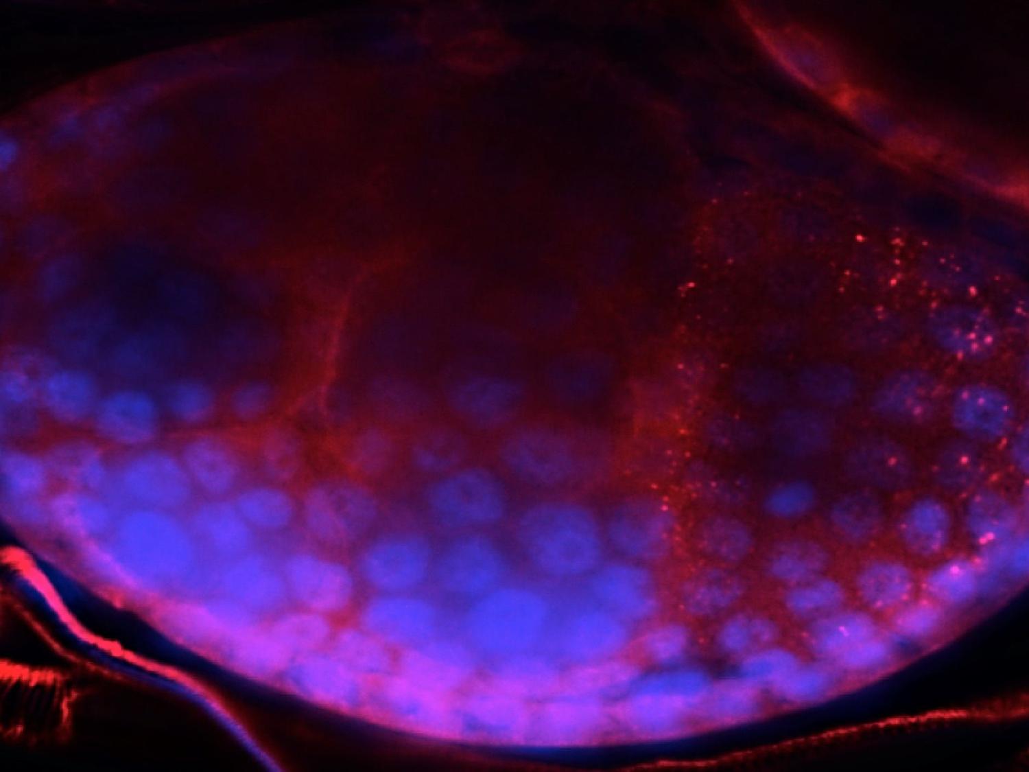 Mosquito egg with red fluorescent protein