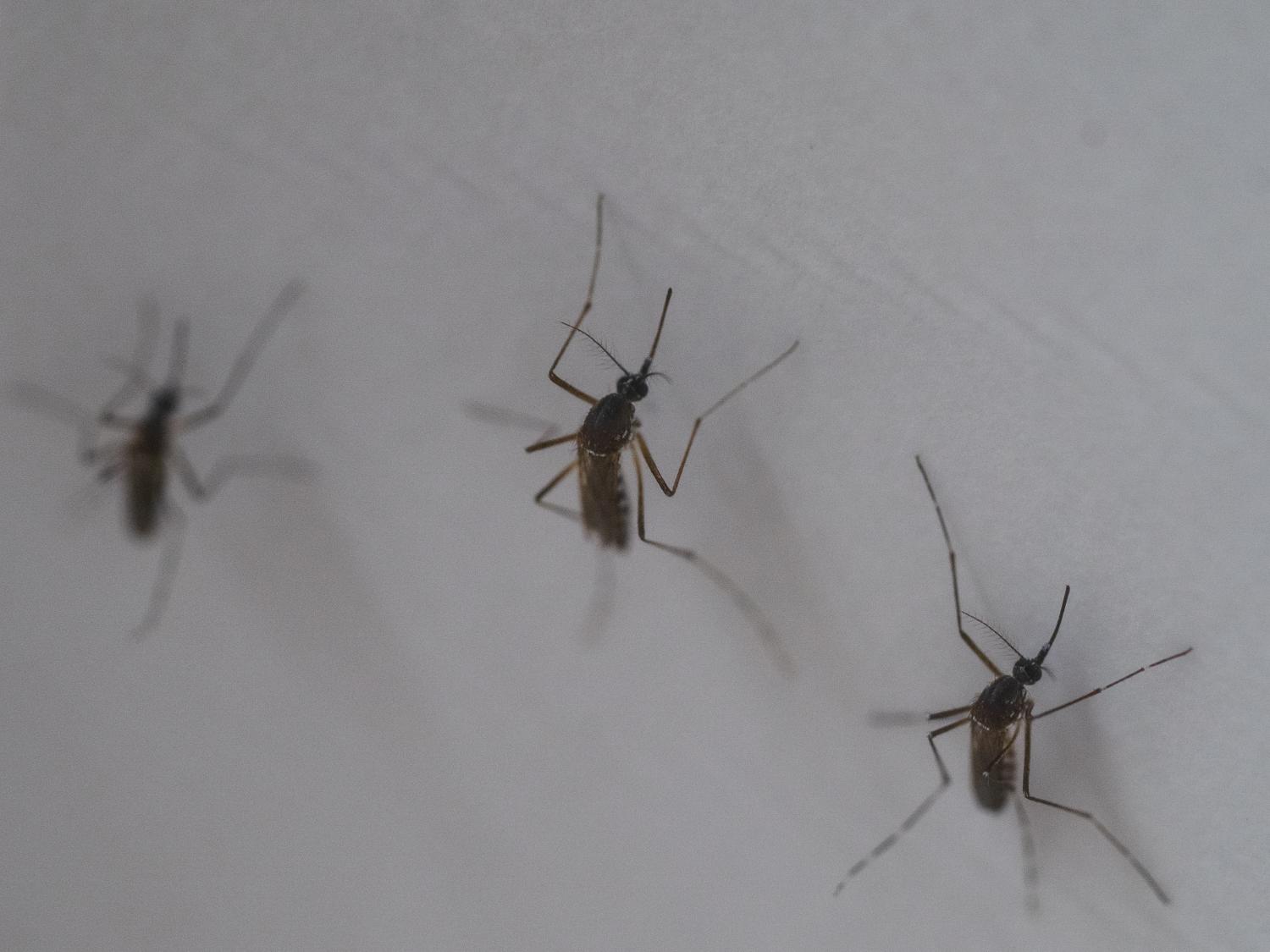 Three mosquitoes