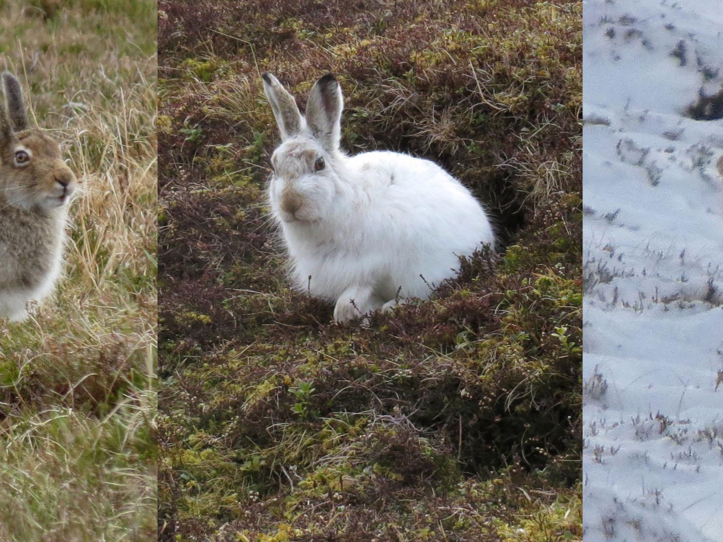 hares against brown and white backgrounds