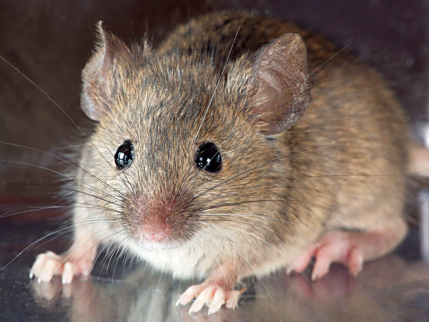 Common House Mouse
