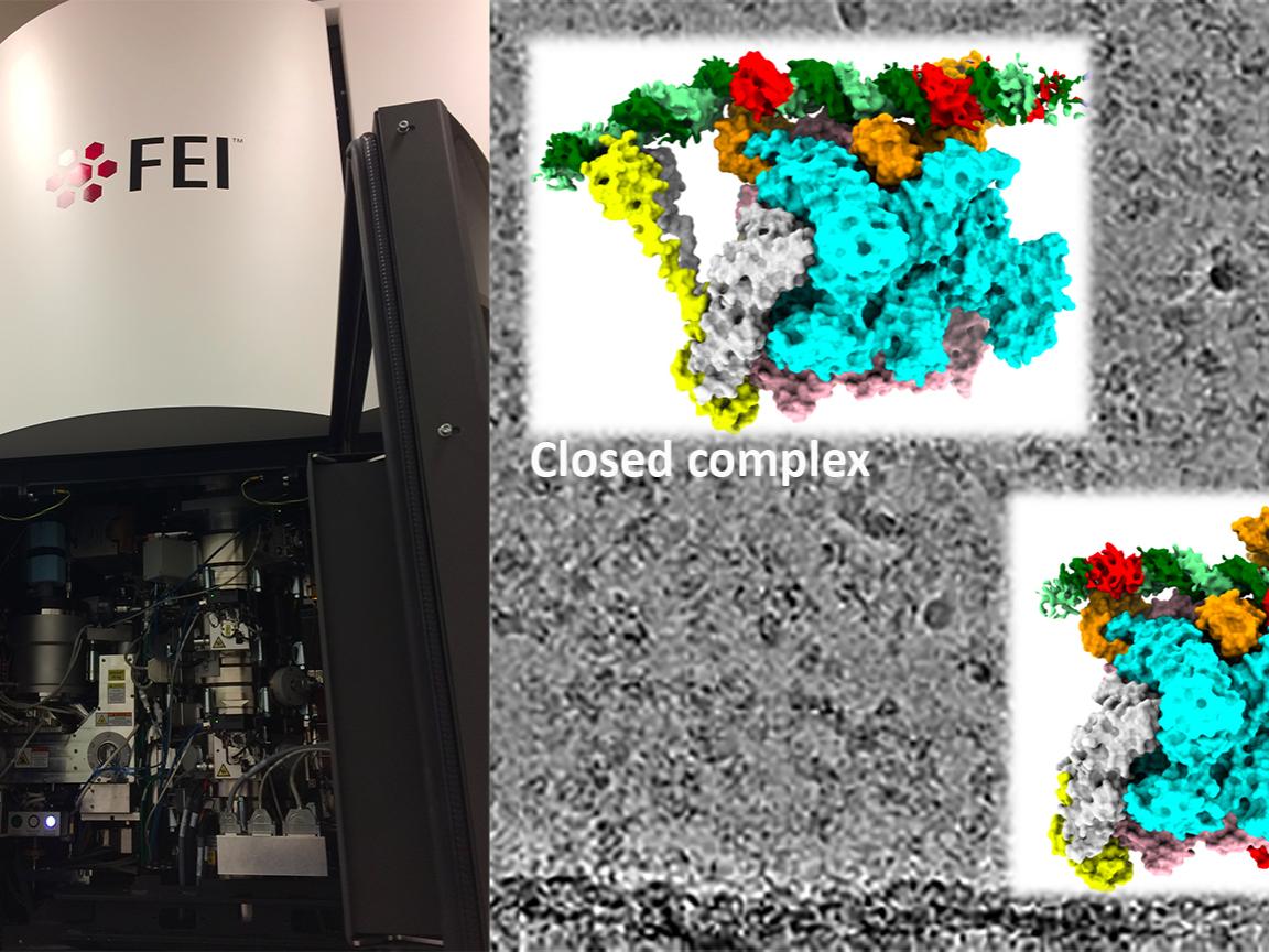 FEI Titan Krios Cryo-electron microscope and image of RNA polymerase