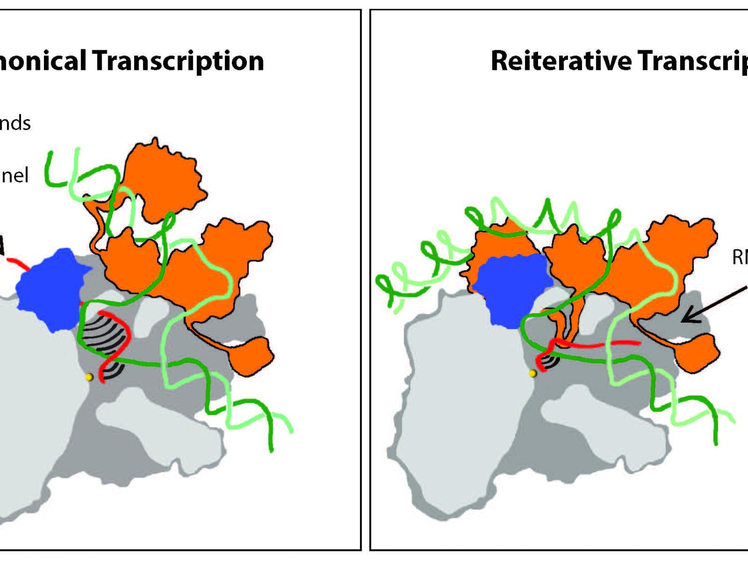 alternative pathways for transcription 