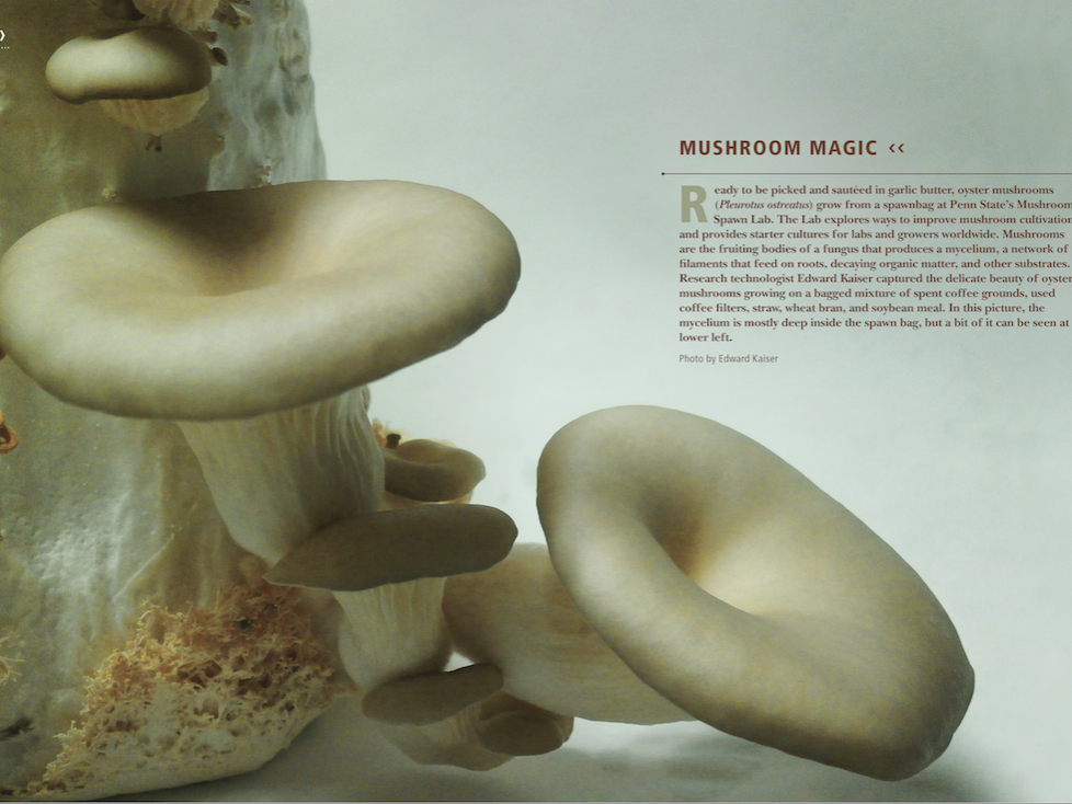 closeup of oyster mushrooms