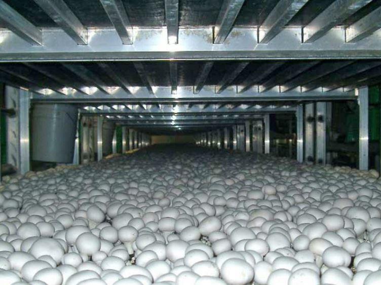Mushroom crop