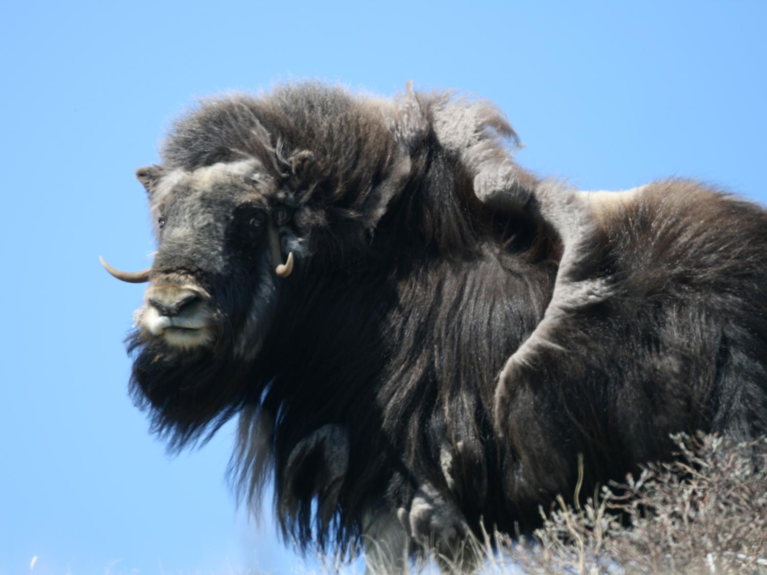 musk ox