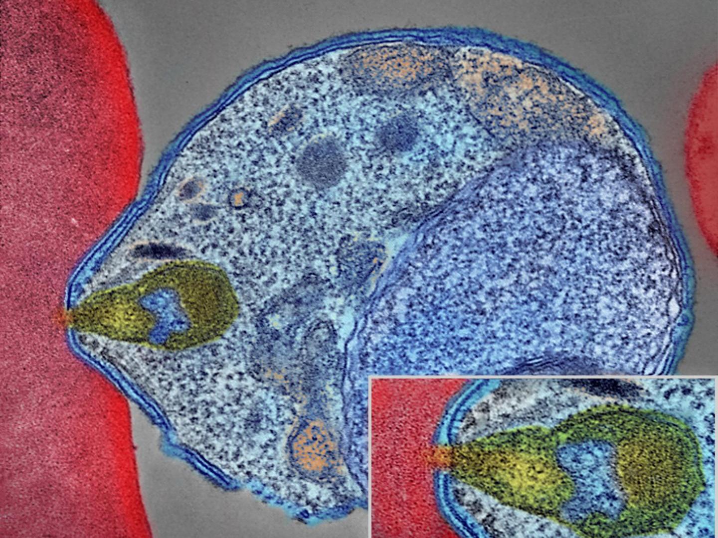 Colorized electron micrograph of a malaria-causing Plasmodium invading a red blood cell