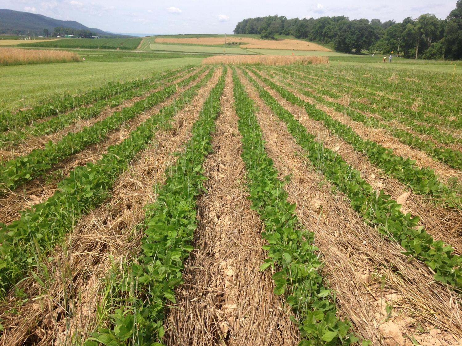 organic soybeans, cover crop