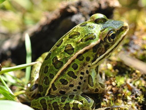 Northern leopard frog