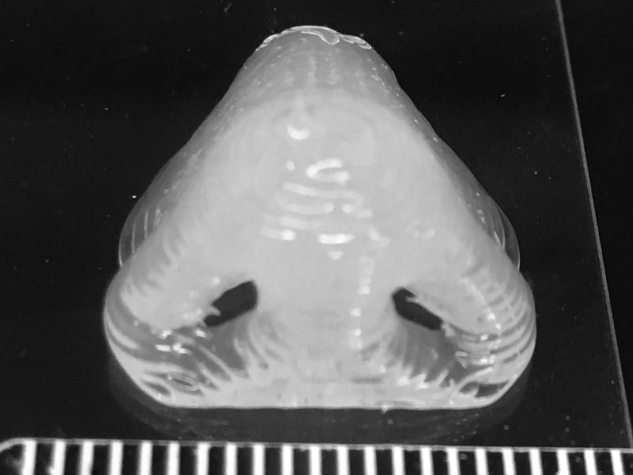 created nose