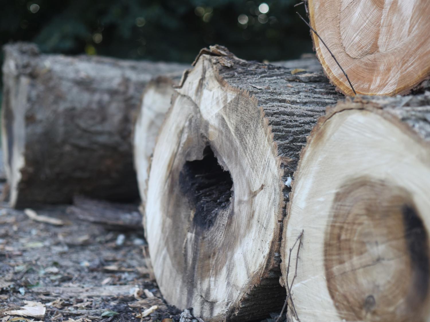 A close-up of diseased trees that were removed from an area near Penn State Behrend's Ohio Hall.