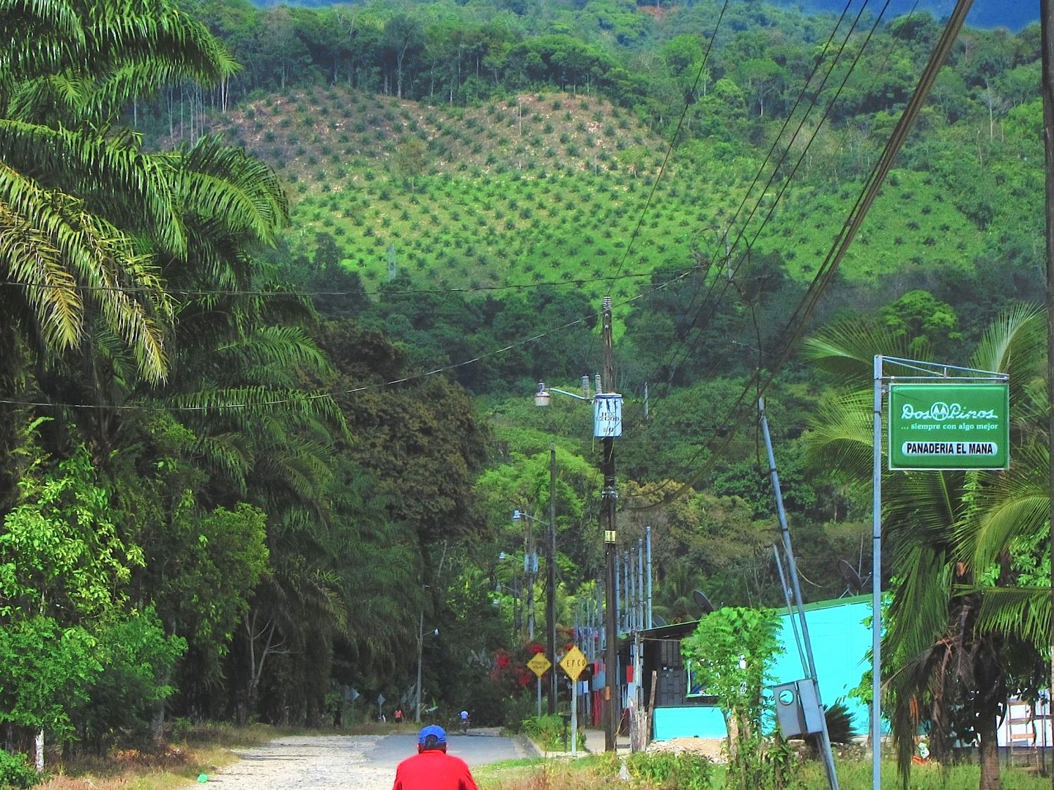 Palm oil invading hillsides in Osa