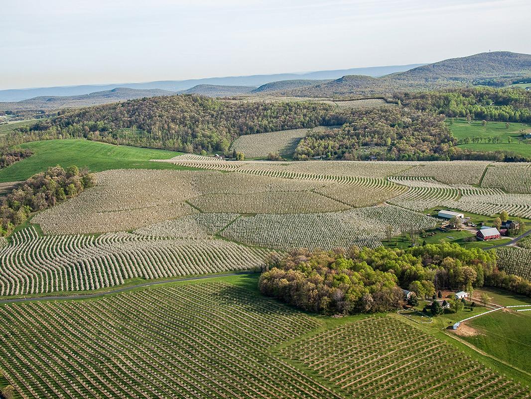 orchards, visas 