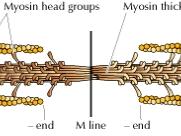 myosin thick filaments