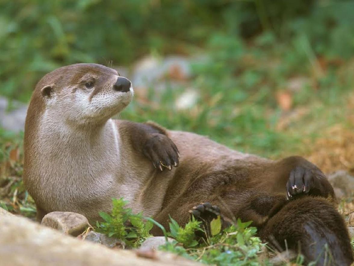 river otter in Pa.
