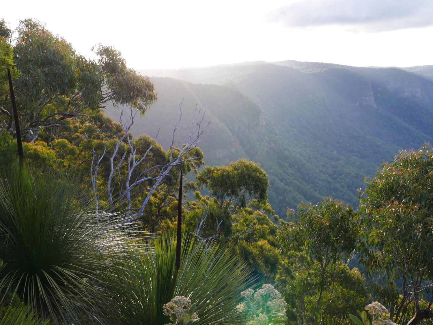 Just north of where the Nightcap Oaks grow in the World Heritage Gondwana Rainforests of Australia.
