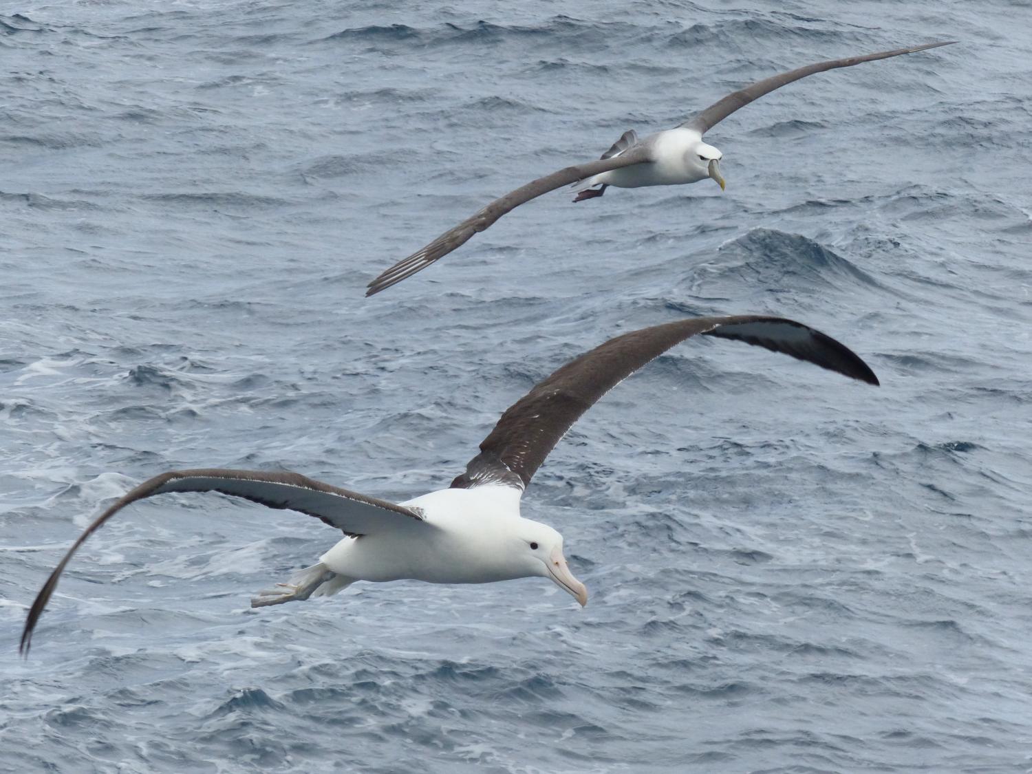 Seabirds