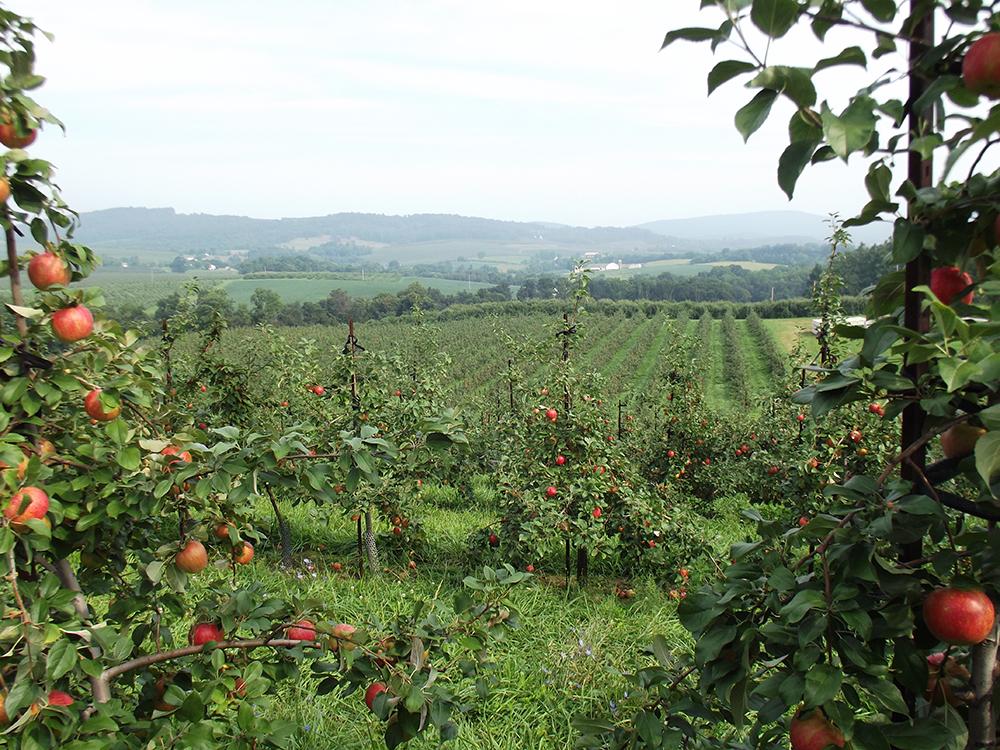 apple orchard