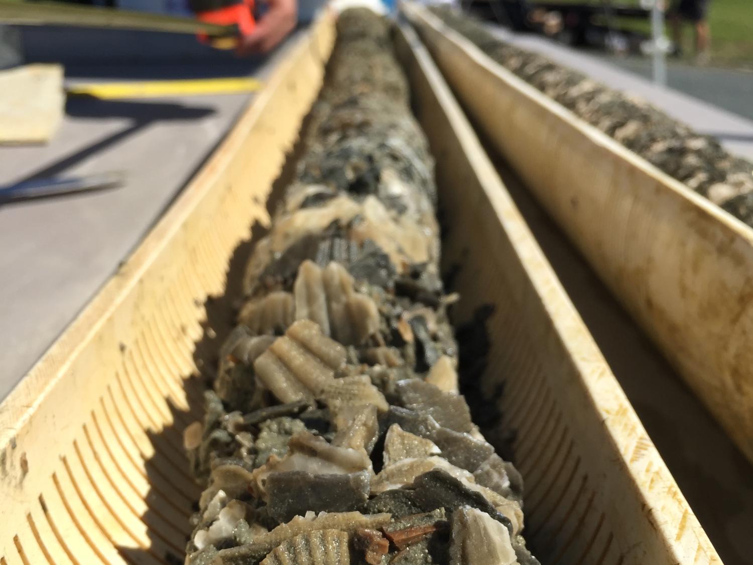fossiliferous core
