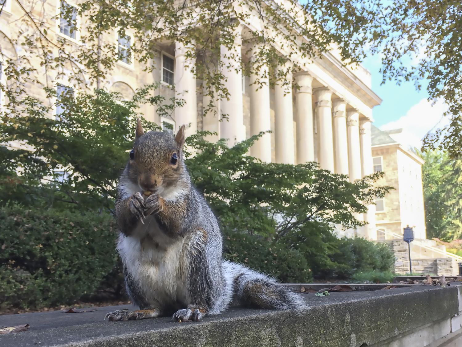 squirrel at old main