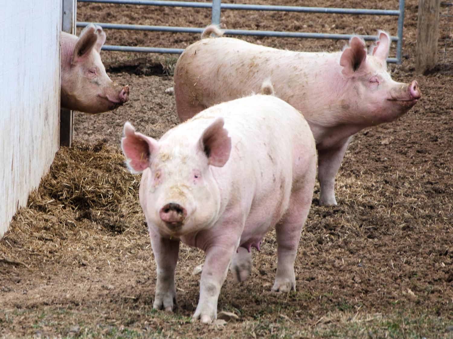 POTD 4 1 15-Swine Facility-College of Ag Sci