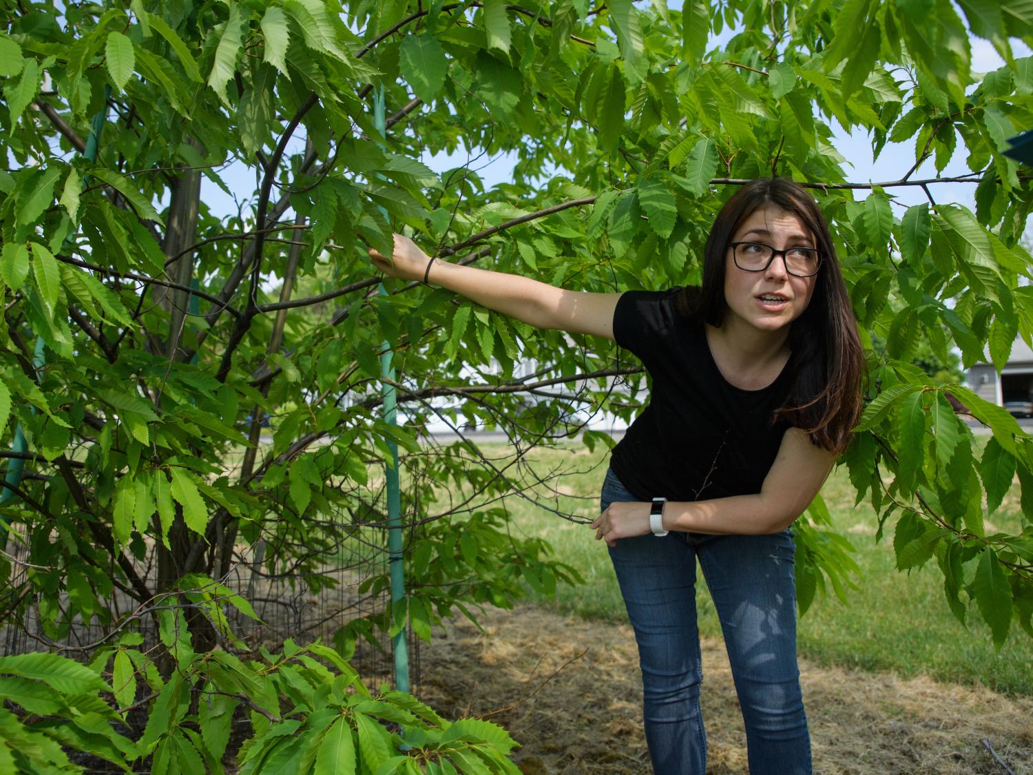 Graduate student Emily Dobry shows damage on an American chestnut tree