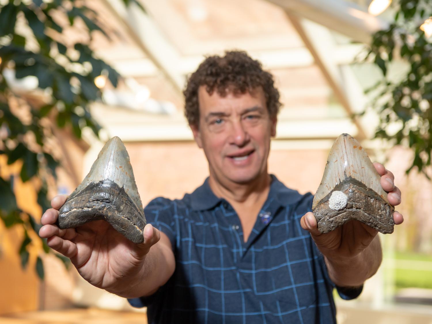 A man holds up two Megalodon shark teeth.