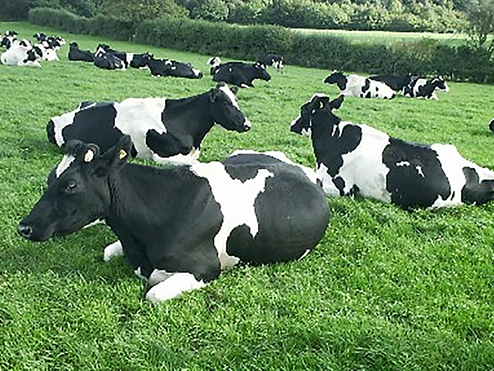 Penn State Holsteins
